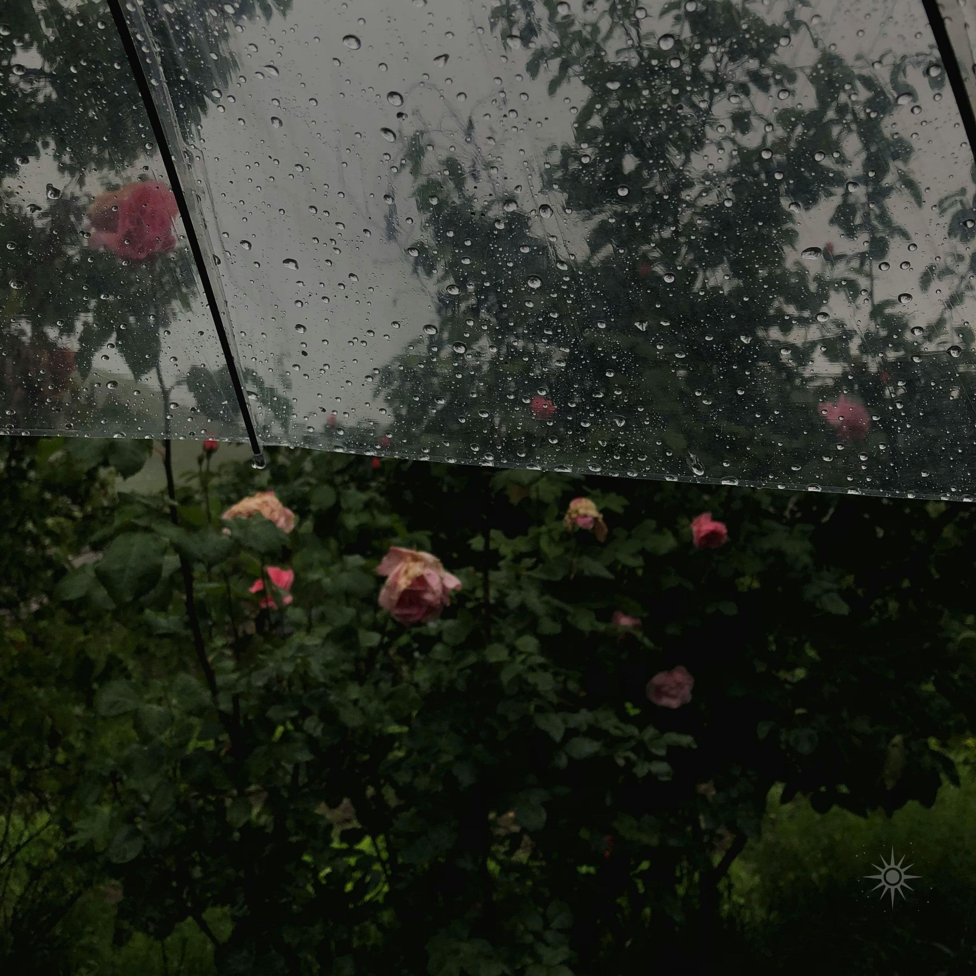 summer rain